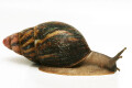 Archachatina marginata suturalis Nigeria typ 4 silver body adult